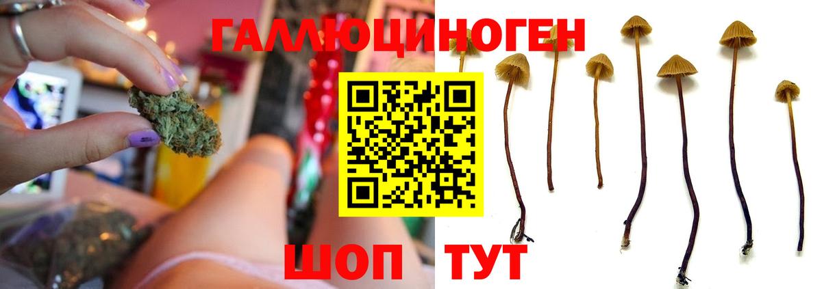 Нерюнгри  Галлюциногенные грибы прущие грибы  Вход с VPN 